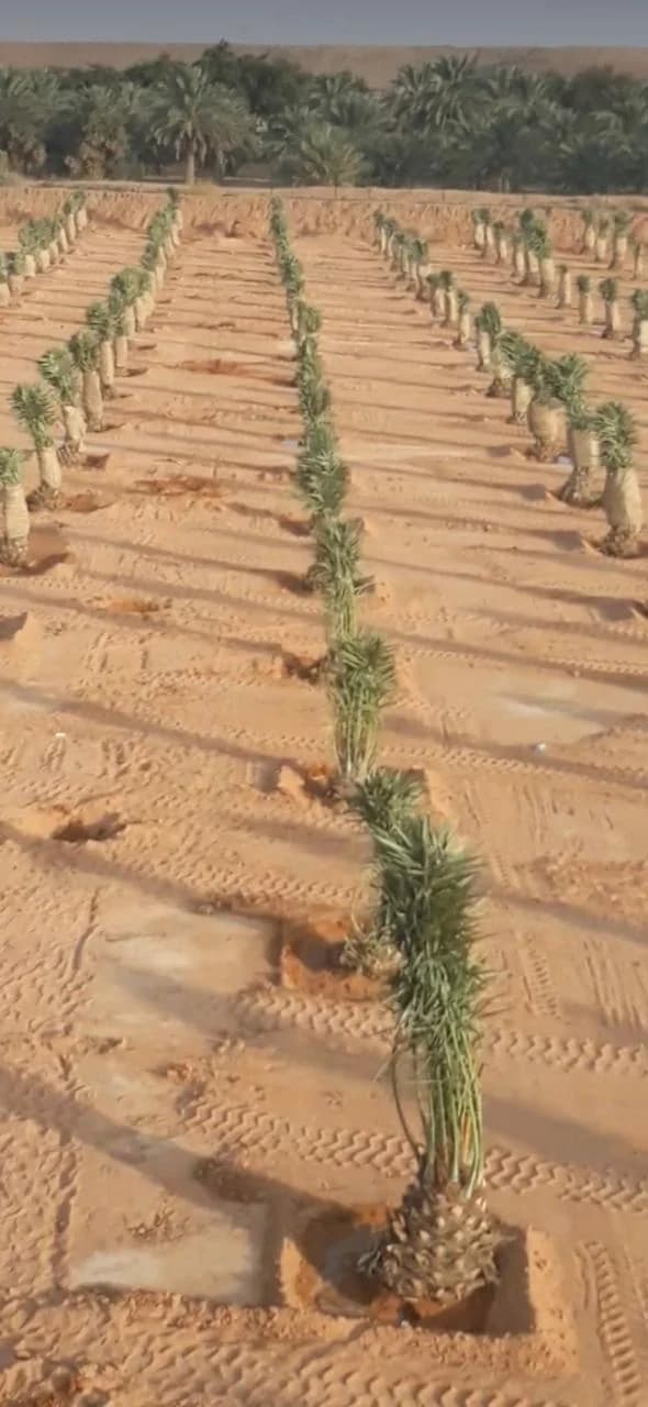 تركيب الري بالتنقيط