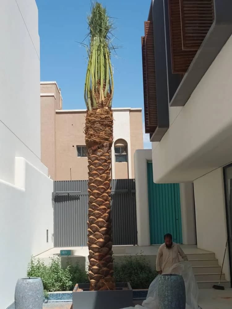 تركيب العشب الصناعي