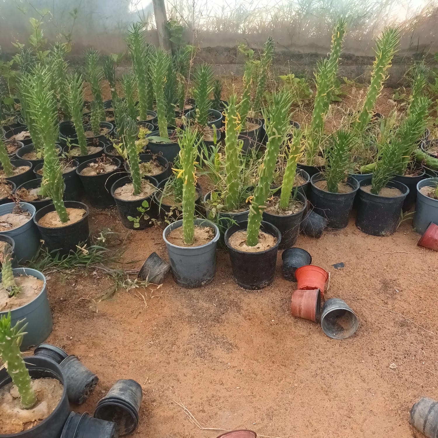 صورة تنسيق حدائق ولاندسكيب