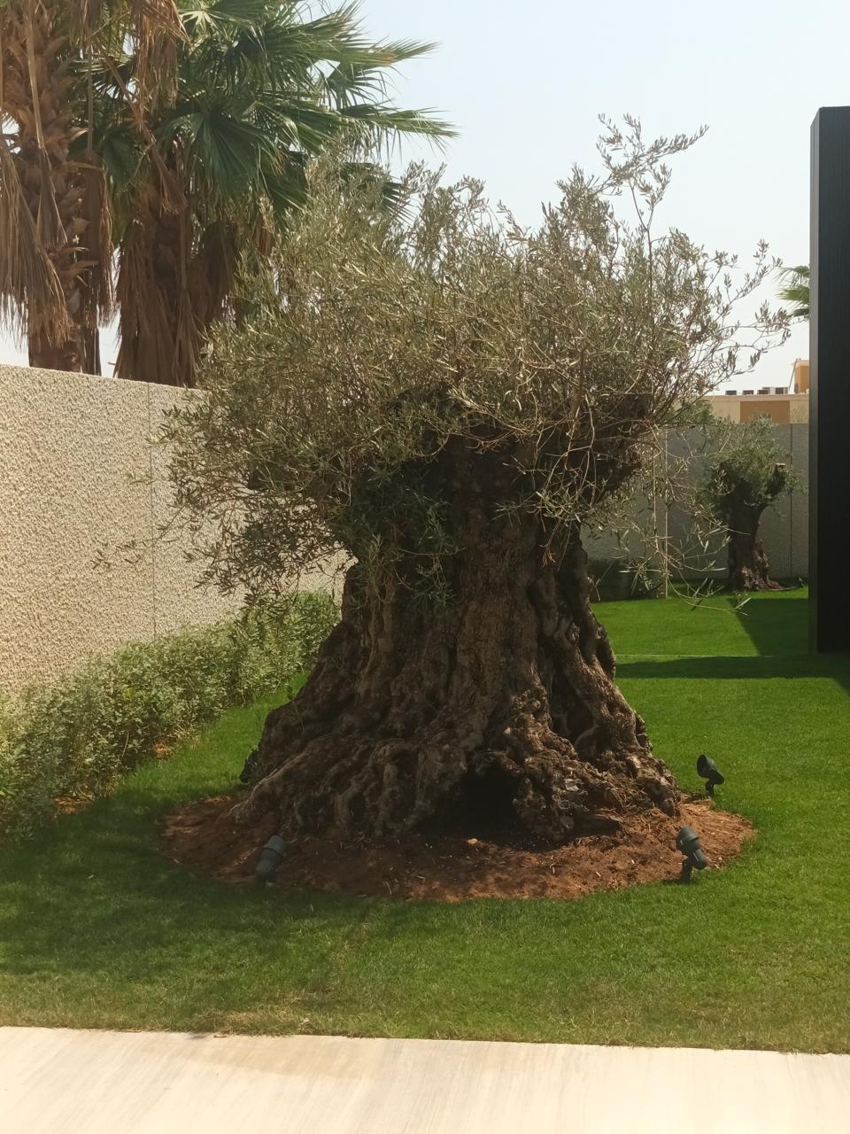 صورة تنسيق حدائق ولاندسكيب