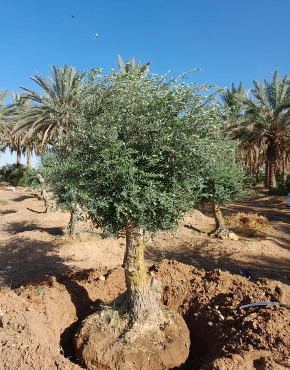 صورة تنسيق حدائق ولاندسكيب
