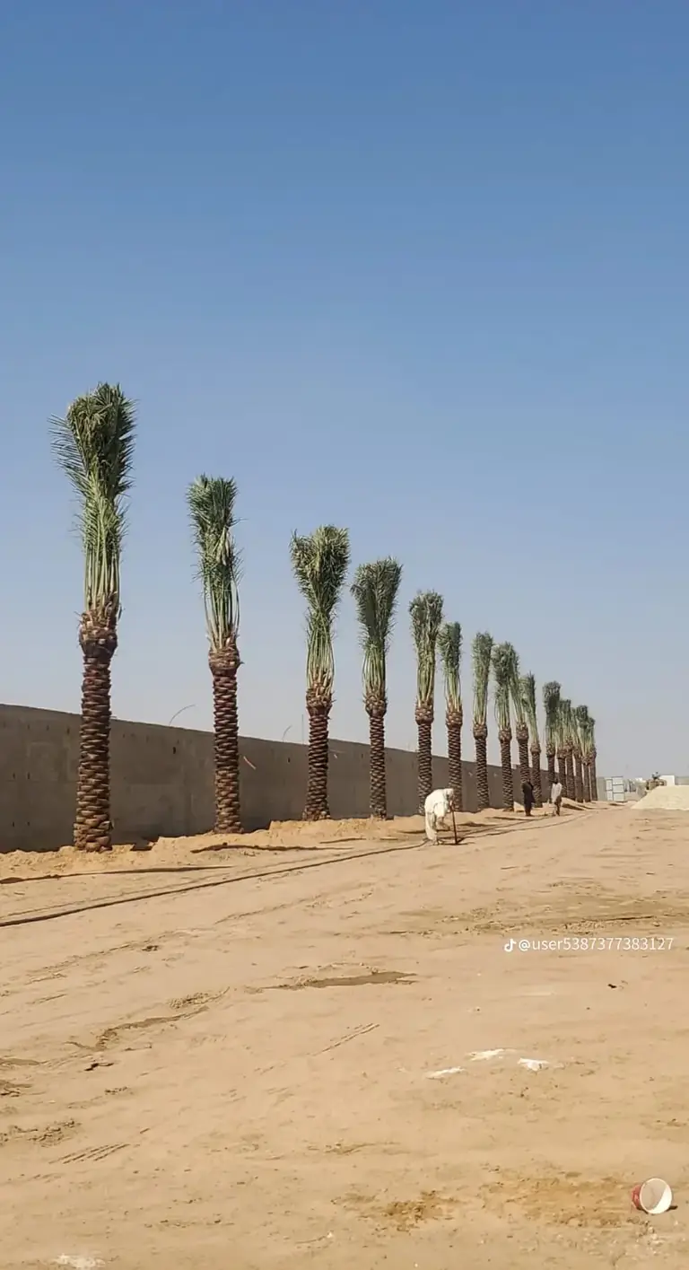 تصميم مخطط لاندسكيب للمدارس والمرافق التعليمية