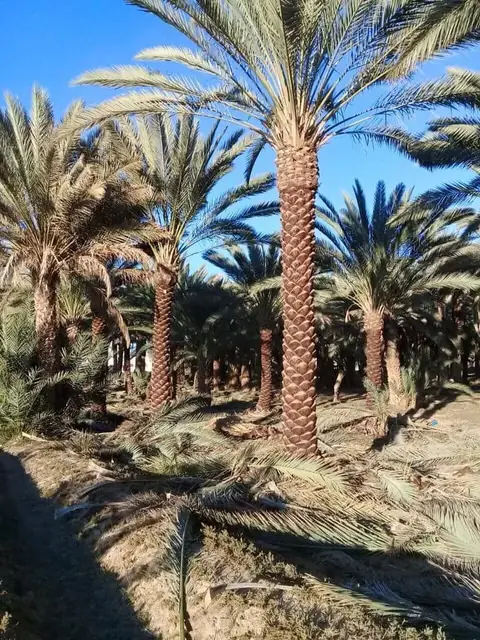 تركيب مؤقتات وتحكم بالري للفلل والمنازل