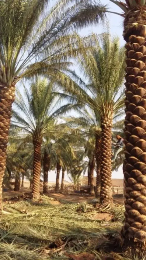 تركيب مؤقتات وتحكم بالري للفنادق والمنتجعات