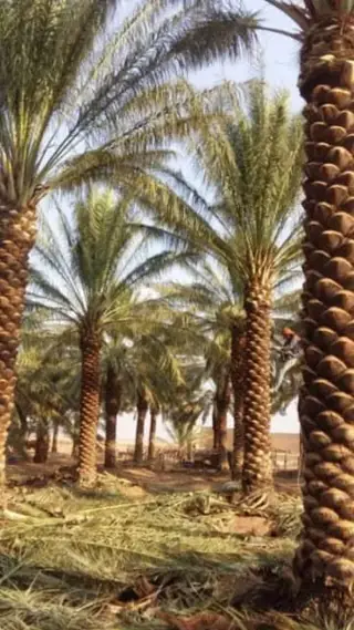 إنارة الحدائق والممرات للمساجد والمرافق العامة
