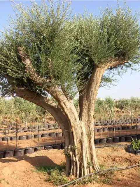 توريد وزراعة النخيل للفلل والمنازل