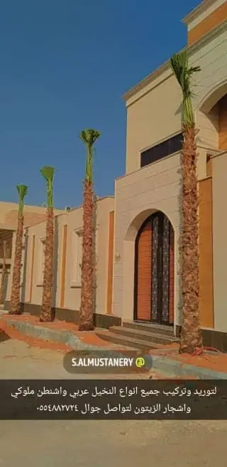 توريد وزراعة النخيل للمشاريع التجارية