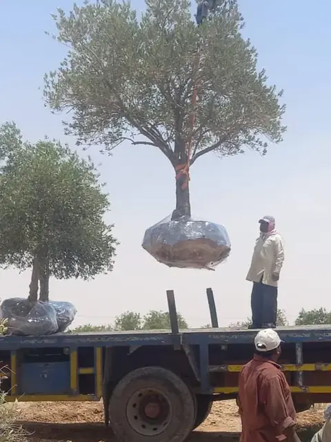 صيانة الحدائق الدورية للمزارع