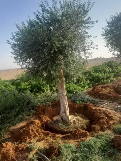 صيانة الحدائق الدورية للمجمعات السكنية