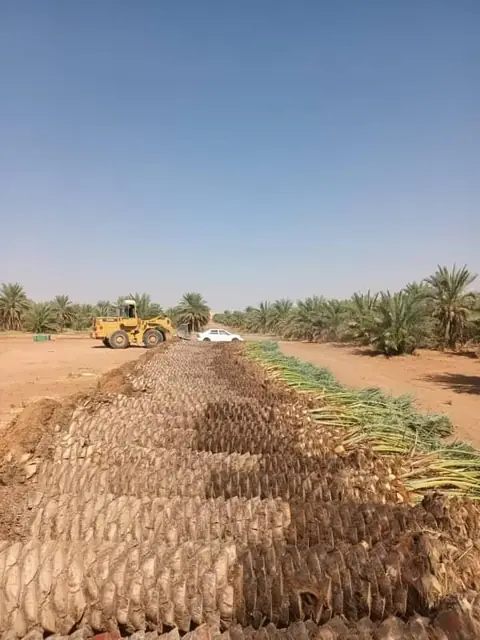 تنسيق حدائق موفرة للمياه للفلل والمنازل